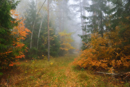 Autumn forest / ***