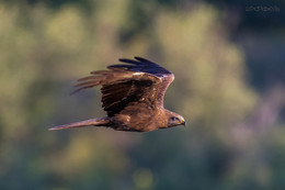 Black Kite / ***