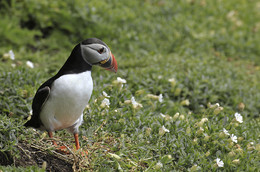 PAPAGEIENTAUCHER / Diesen schönen Vogel konnte ich auf meinem Besuch auf der Insel Skelling Michael / Irland fotografieren. Die Papageientaucher kommen dort nur zum brüten hin. Sie leben ansonsten nur auf dem Atlantik.