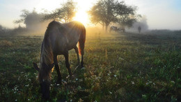 to pasture / ***