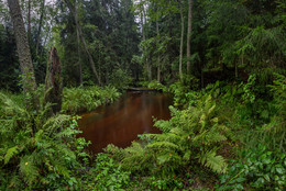 River in the forest / ***