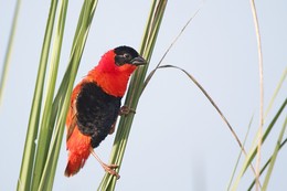 Weaverbirds / ***