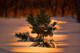 Morning in a pine forest / ***