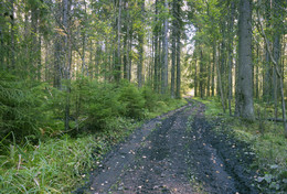 Autumn forest / ***