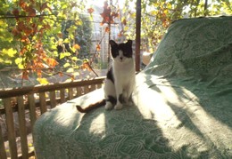 September morning / ***