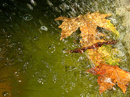 signs of autumn / ***