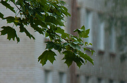 Remembering summer / ***