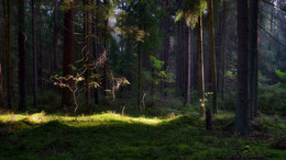 Ray of light in the darkness / ***