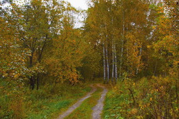 Forest Road. / ***