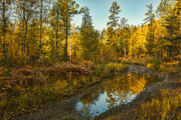 Autumn forest / ***