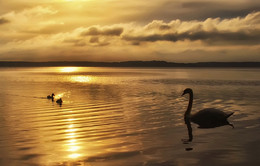 Morning on the lake / ***
