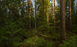 Woodland scenery / ***