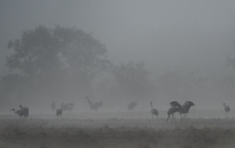 In the fog ... / ***