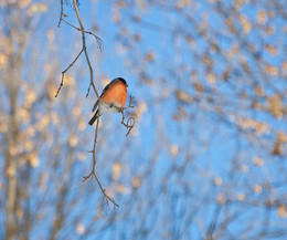 Bullfinch / ***