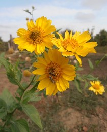 Autumn flowers / ***