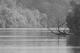 Tree / ***