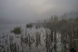 Morning in the swamp / ***