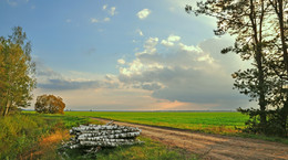 road in the forest / ***