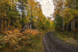 Forest Road / ***