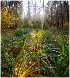 Autumn forest / ***