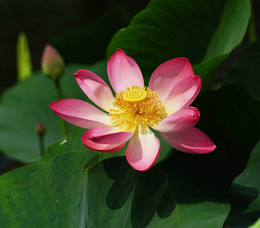 Lotus / ***