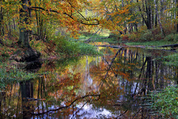 Old pond ... / ***