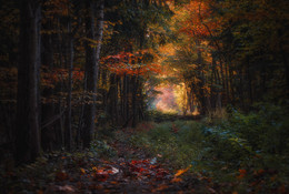 Autumn in the forest / ***