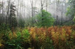 Morning in the Forest ... / ***