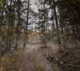 walk through the autumn woods / ***