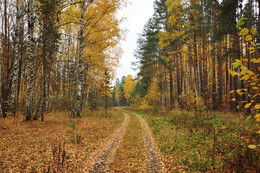 Leaf fall / ***