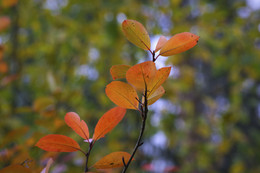 Autumn leaves / ***