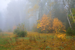autumn mist / ***
