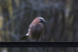 Bird / ***