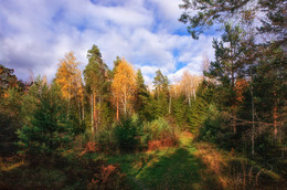 in the autumn forest / ***