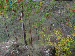 Autumn coloring / ***