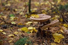 Umbrellas / ***