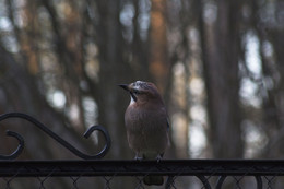 Autumn bird / ***