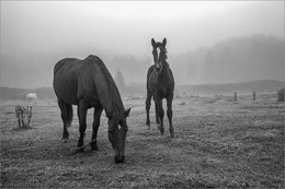 horses / ***