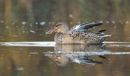 Northern Shoveler (female) / ***