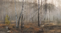 Morning in the birch forest / ***