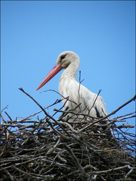 Stork / ***