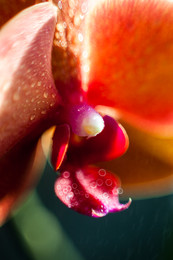 Phalaenopsis / ***