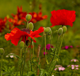 Poppies / ***