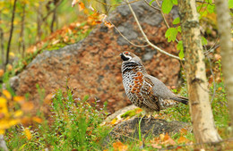 grouse / ***
