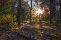 Forest Sunset / ***