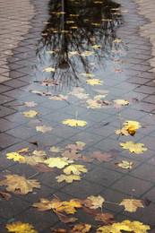 Autumn time / ***