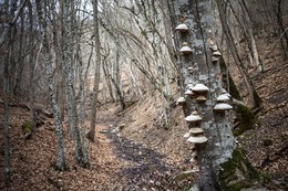 Fungal place / ***