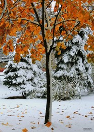A meeting of winter and autumn / ***