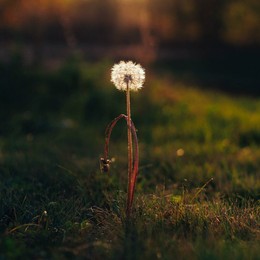 Taraxacum / ***