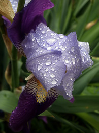Tears / ***